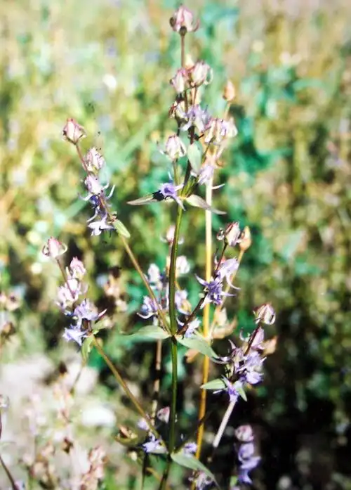 喜马拉雅紫茉莉植物
