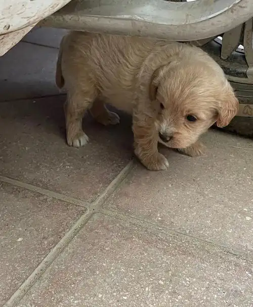 泰迪串串选小黑还是小黄