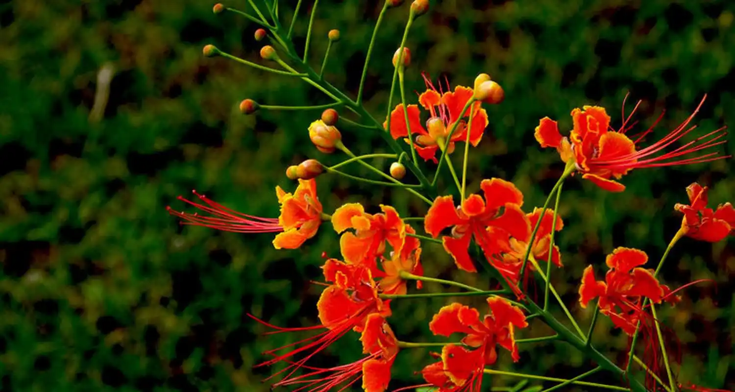 凤凰花的寓意和象征  凤凰花的寓意和象征主要体现在以下几个方面:  6