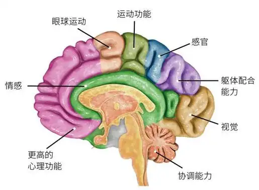 与人体其他组织器官相比较,脑形态学结构研究的最大难点是脑的各个