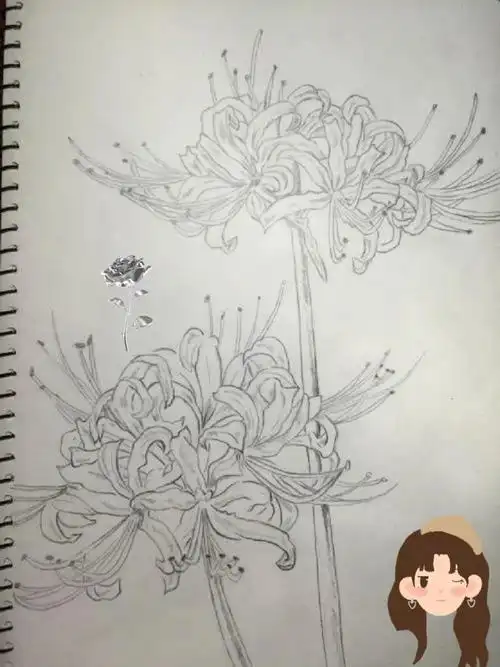 零基础也能画!彼岸花手绘教程