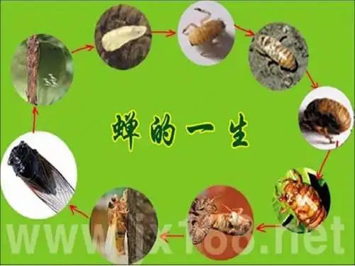 蝉ppt