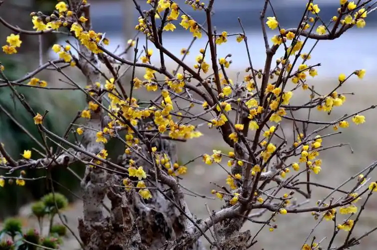 开在冬季里腊梅花