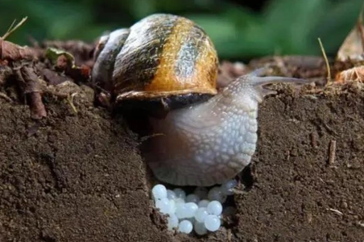 猕猴桃被蜗牛危害后,果实严重受害,怎么防治?