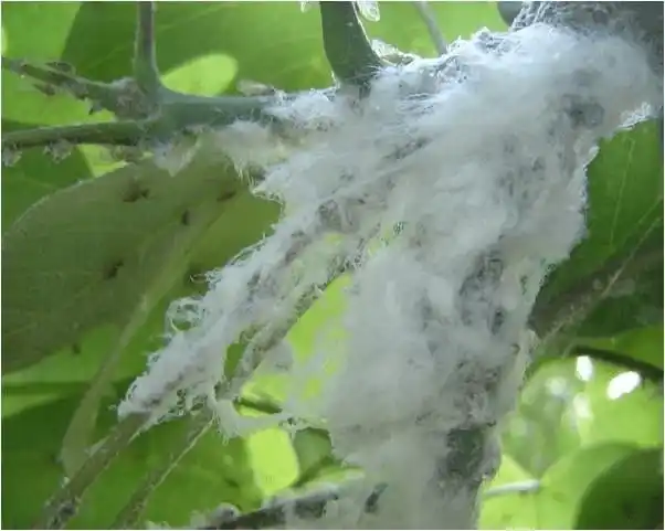 青桐木虱的发生特点及防治方案_危害_效果_若虫
