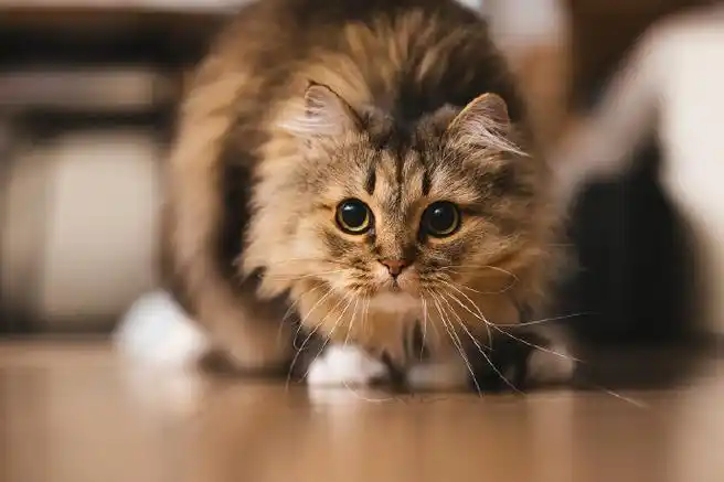 微博影像年##喵趣横生##褴褛猫