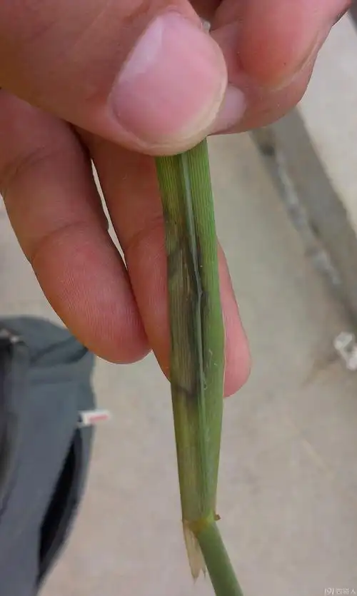 水稻纹枯病图片 大家自由发言讨论