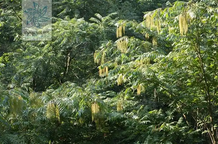 rhoiptelea chiliantha 马尾树