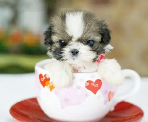 茶杯犬图片