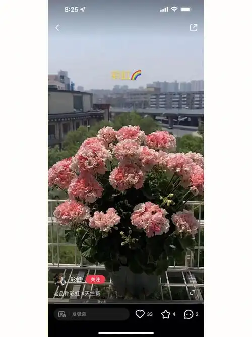 天竺葵彩虹大苗团带花发