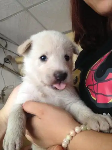 母亲是个漂亮的萨摩耶 父亲不明 生了5只白色的 1只黑色的 好像是土狗