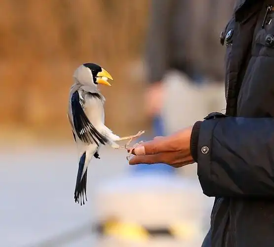 公园门口玩鸟的人们,有动有静.