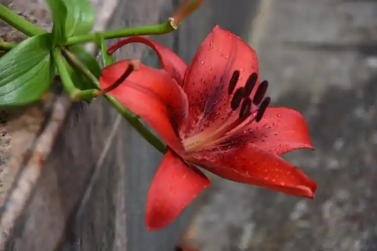 喜庆吉祥的红色百合花