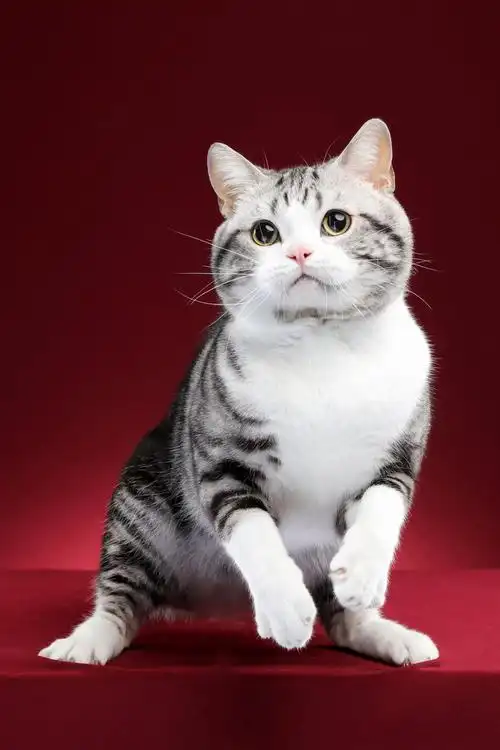 美国短毛猫高清图片赏析