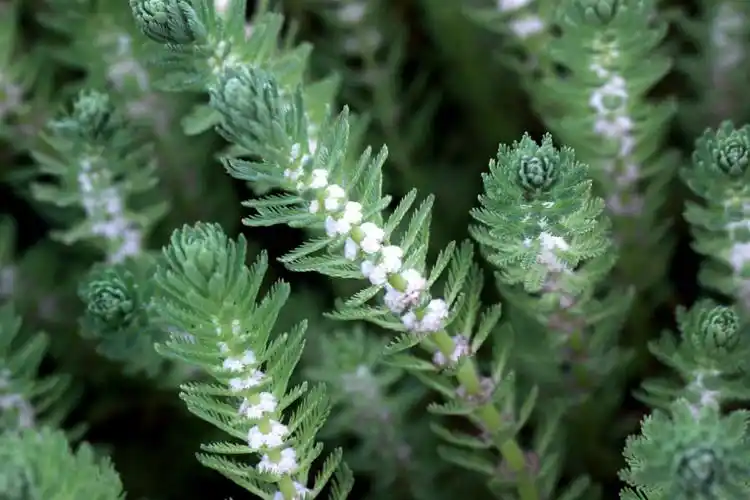 粉绿狐尾藻小二仙草科狐尾藻属