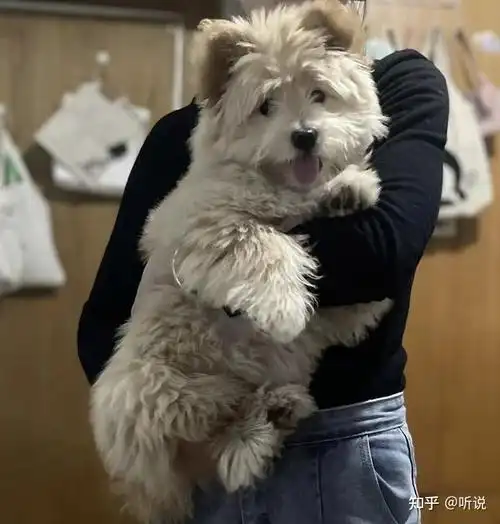 柴犬跟泰迪的串串是什么样子? - 知乎