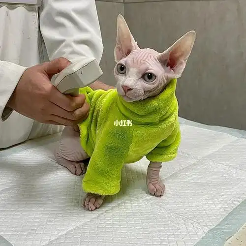 你们的比鲁斯打狂犬疫苗了吗