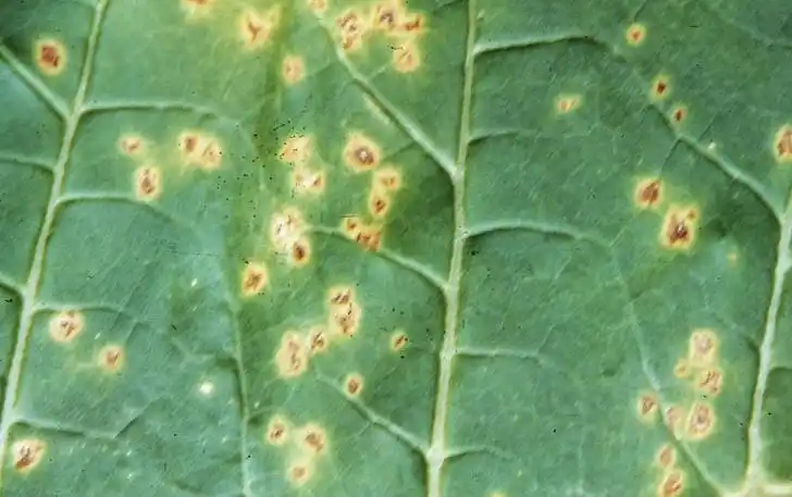 火烧病,是由丁香假单胞烟草致病变种侵染所引起的,发生在烟草上的病害