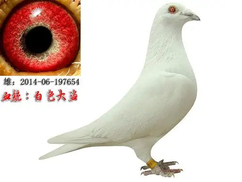 信鸽在线拍卖平台 - 中国信鸽信息网