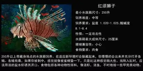 狮子鱼海水鱼图鉴