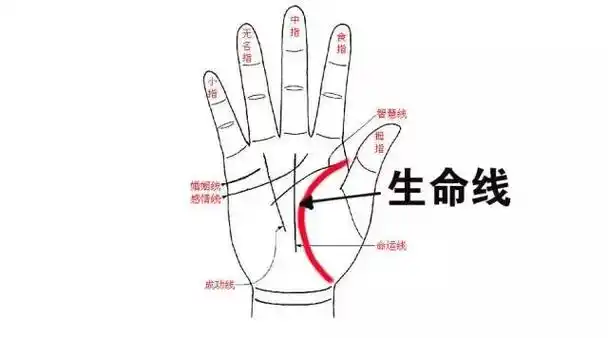 手中哪条线是生命线?手相生命线该怎么看?