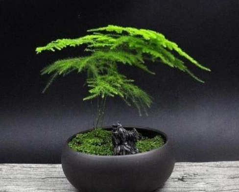 文竹的养殖方法和注意事项 家庭养花的方法