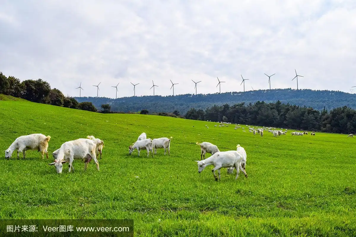 草,山羊,草地,农业,可爱的