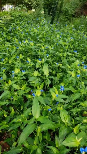 竹叶草(水竹叶   鸭跖草科     全草入药   夏秋采收 清肺热