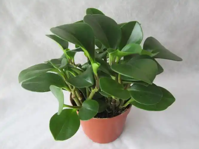 碧玉花防辐射吗碧玉花的种植方法