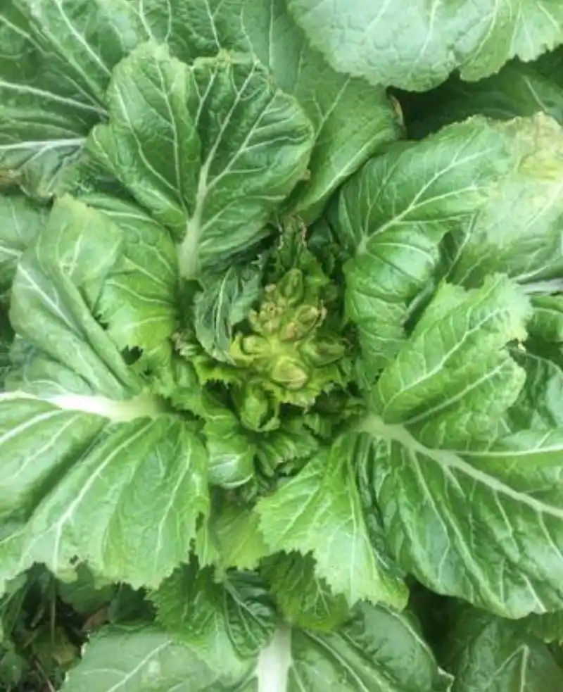 儿菜的生长习性及种植技术介绍