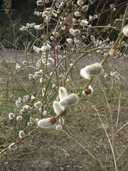 银芽柳图片