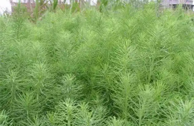 黄西菜多长在含盐碱的海边荒滩野地里,越是风大水咸土质碱的地方,越是