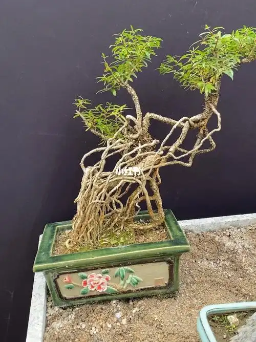 精品水杨梅盆景