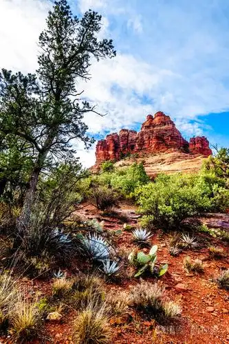 美国亚利桑那州北部塞多纳附近的科科尼诺国家森林中红岩和红壤上生长