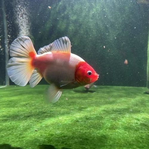 布里斯托金鱼英国草金鱼心形尾金鱼冷水鱼淡水观赏鱼好养渔场直销