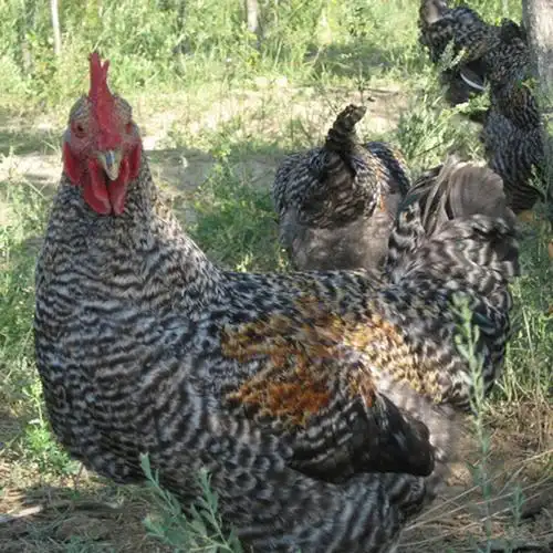 芦花鸡公鸡土鸡走地鸡柴鸡草鸡活体农家散养可现杀可活体一只公鸡16kg