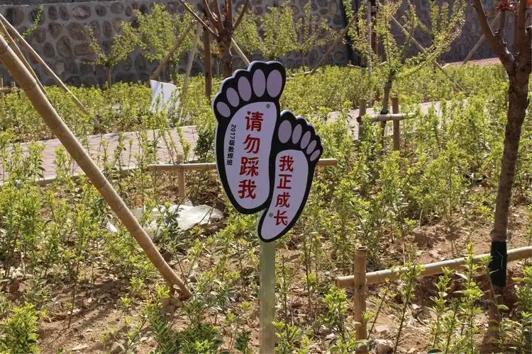 园区到处可见的爱护树木警示牌