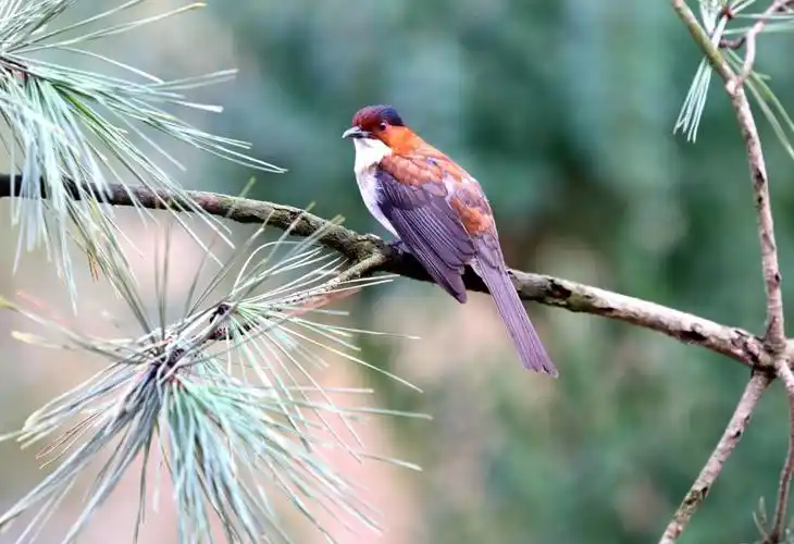 灵雀情未了 一一写给潍坊野生鸟放养基地