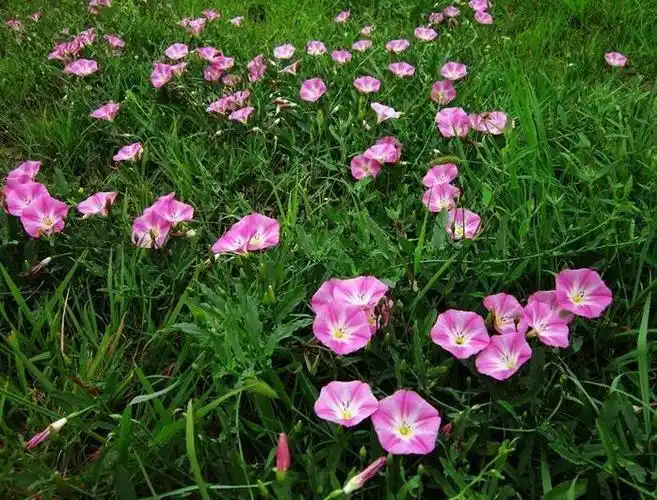 农村拿来喂猪的一种野草,主治风湿痹痛,牙痛和神经性皮炎