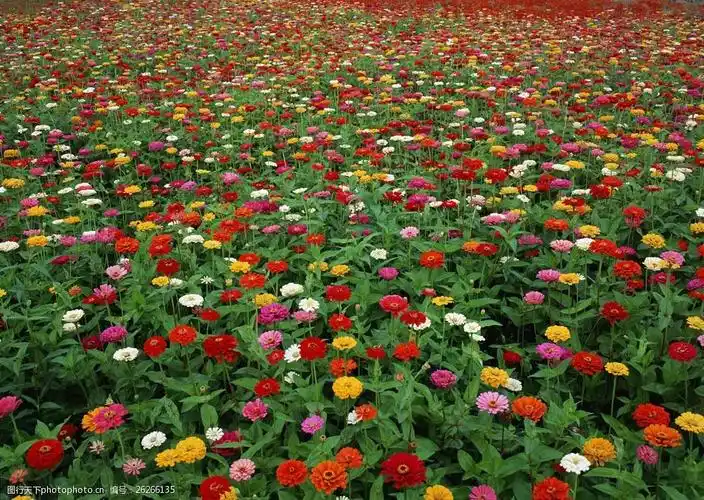 百花齐放的景象图片