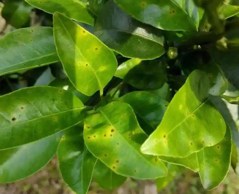 柑橘褐斑病的治疗方法(柑橘褐斑病用什么药效果好)