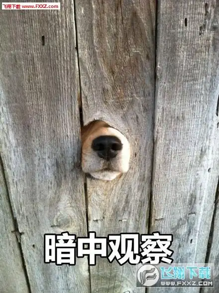 暗中观察表情包高清无水印版