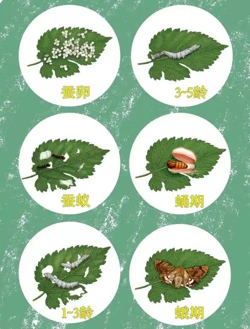 石家庄市动物园第三届"蚕宝宝生长记"开始报名啦