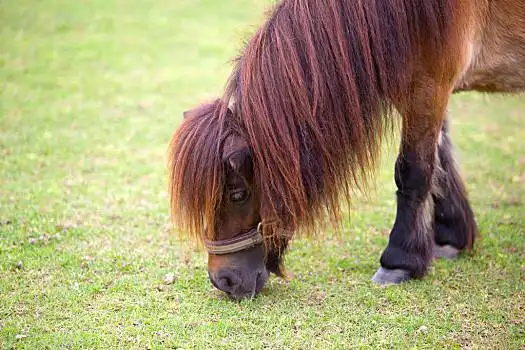 马,吃,食物,草皮