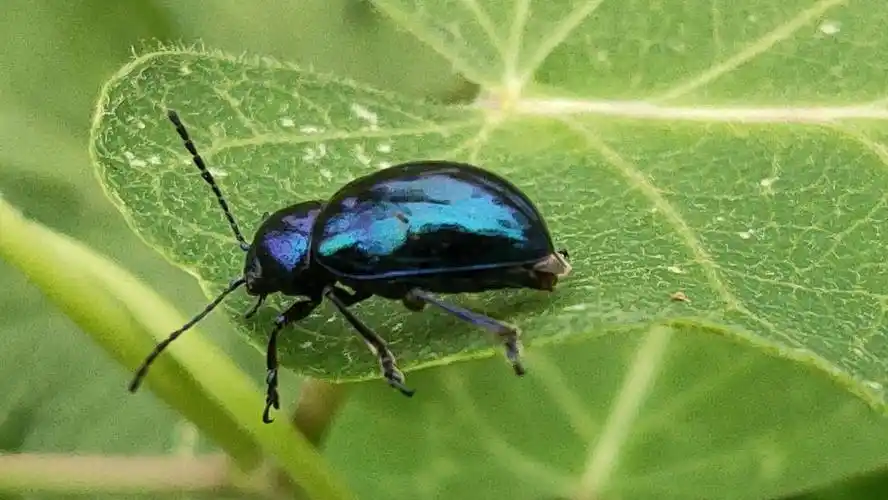 偶遇中华萝藦叶甲