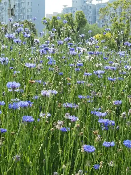 矢车菊耐寒易养,开花也好看!开春播种就合适——花园传说_种植_花卉_