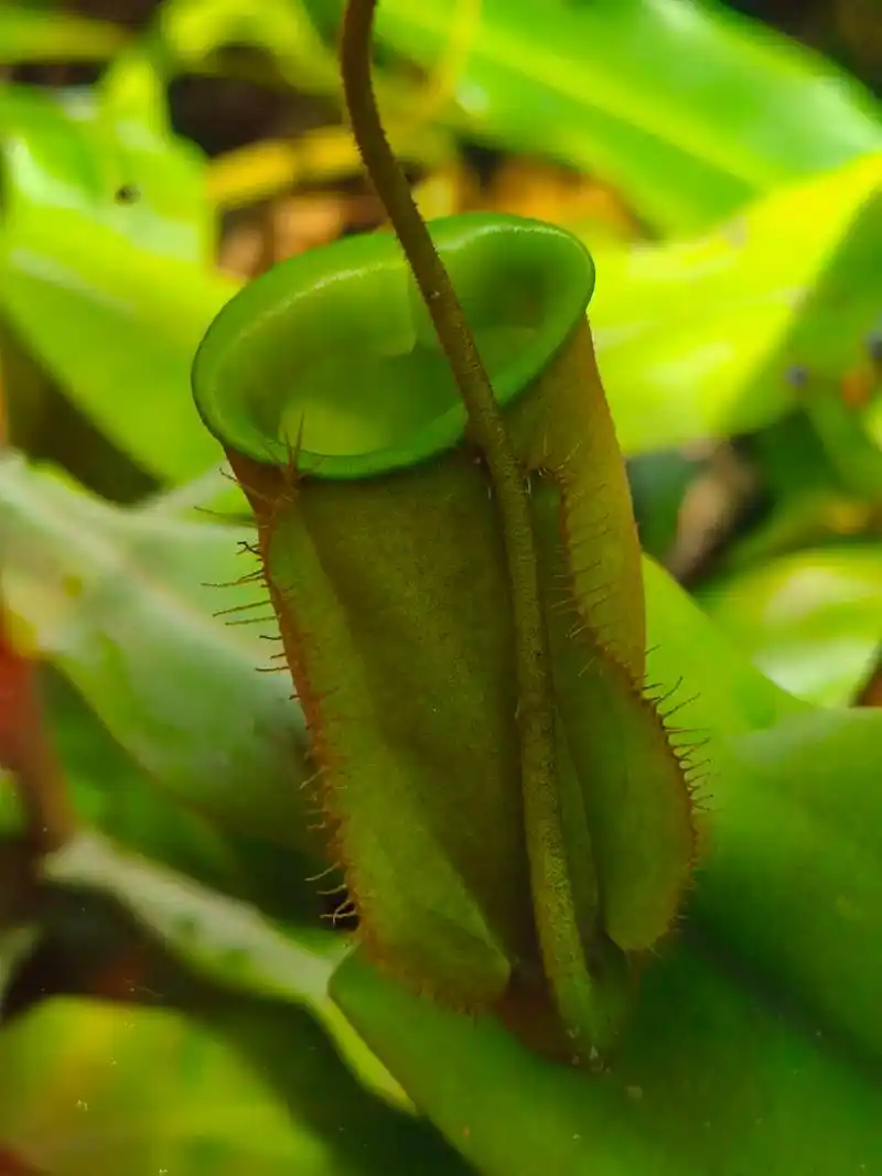 各种食虫草91原来好多恐怖片里面的食人花都是真实存在的99 - 抖