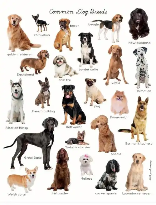 最全宠物狗狗品种