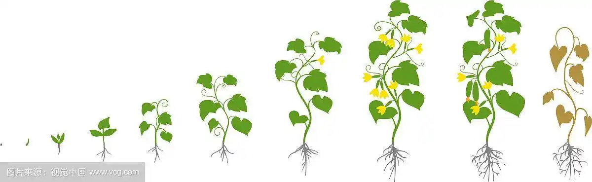 黄瓜植株生长阶段