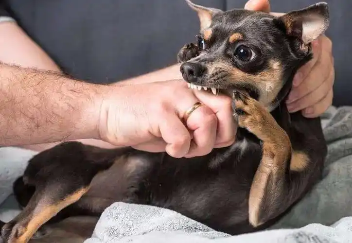 什么情况狗狗可能会咬人如何正确应对狗狗可能会咬人的情况